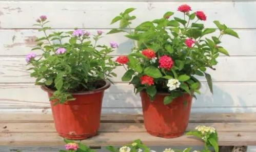 丑角内鬼爆料视频大全最新,揭秘娱乐圈不为人知的秘密  第3张